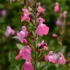 Salvia 'Mirage Pink' (Mirage Series)