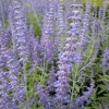 Salvia 'Lacey Blue'