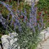 Salvia yangii 'Blue Shadow'