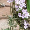 Cardamine pratensis (Cuckoo flower)