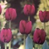 Tulipa (any Triumph Group variety) (Tulip (any Triumph Group variety))