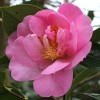 Camellia x williamsii 'Rose Quartz' (Camellia 'Rose Quartz')