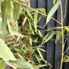Phyllostachys bambusoides 'Holochrysa' (Allgold bamboo)
