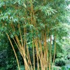 Phyllostachys bambusoides 'Holochrysa' (Allgold bamboo)