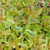 Abelia x grandiflora 'Sarabande' (Abelia 'Sarabande')
