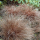 Carex comans