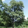 Quercus falcata (Southern red oak)