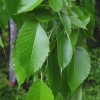 Ulmus americana  (American white elm)