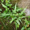 Asplenium rhizophyllum