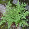 Woodsia obtusa (Blunt-lobed woodsia)