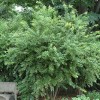 Agarista populifolia (Florida hobblebush)