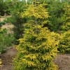Picea orientalis 'Skylands' (Oriental spruce 'Skylands')
