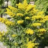 Solidago 'Laurin' (Goldenrod 'Laurin')