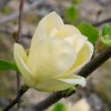 Magnolia 'Lois' (Magnolia 'Lois')