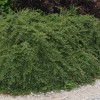 Cotoneaster procumbens 'Gerald' (Creeping cotoneaster 'Gerald')