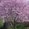 Cercis canadensis 'Alley Cat' (Eastern redbud 'Alley Cat')