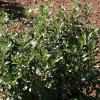 Ilex glabra 'Nigra' (Appalachian tea tree 'Nigra')