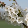 Prunus avium 'Bigarreau Burlat' (Cherry 'Bigarreau Burlat')