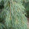 Pinus strobus 'Pendula' (Eastern white pine 'Pendula')