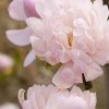 Magnolia stellata 'Centennial Blush' (Star magnolia 'Centennial Blush')