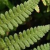 Dryopteris remota (Scaly buckler fern)