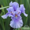 Iris germanica (Bearded iris)
