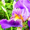             Iris germanica (Bearded iris)        