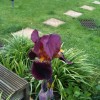 Iris germanica (Bearded iris)