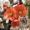 Chaenomeles japonica 'Orange Beauty' (Japanese quince 'Orange Beauty')