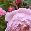 Rosa 'The Generous Gardener'
