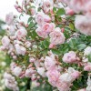 Rosa 'The Generous Gardener' (Rose 'The Generous Gardener')