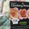 Rose 'The Generous Gardener' (Rosa 'The Generous Gardener')