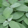 Salvia officinalis 'Maxima'