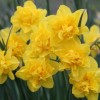 Narcissus 'Double Smiles'  (Daffodil 'Double Smiles' )