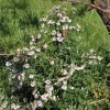 Symphyotrichum x salignum (Common Michaelmas daisy)