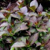Hydrangea macrophylla 'Sita' (Dutch Ladies Series) (Hydrangea 'Sita')