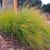 Stipa arundinacea (Pheasant's tail grass)