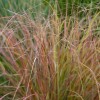 Anemanthele lessoniana (Pheasant's tail grass)
