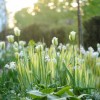 Tulipa 'Spring Green' (Tulip 'Spring Green')