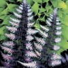 Athyrium niponicum var. pictum (Japanese painted fern)