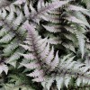 Athyrium niponicum var. pictum (Japanese painted fern)