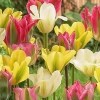 Tulipa (any Viridiflora Group tulip) (Tulip (any Viridiflora Group tulip))