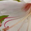 Geranium macrorrhizum 'Spessart' (White groundcover cranesbill)