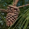 Pinus taeda (Loblolly pine)