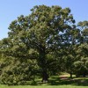 Quercus macrocarpa (Bur oak)