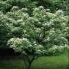 Sorbus koehneana (Koehne mountain ash)