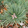Pinus sylvestris 'Albyns' (Scots pine 'Albyns')