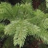 Pinus sylvestris 'Globosa Viridis' (Scots pine 'Globosa Viridis')