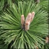 Pinus nigra 'Helga' (Austrian pine 'Helga')