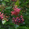 Viburnum cassinoides (Appalachian tea tree)